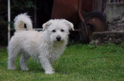 Voříšek hledá nový domov