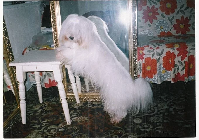 Coton de Tulear - štěně