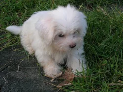 Coton de Tulear - štěně