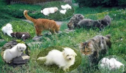 Coton de Tulear - štěně