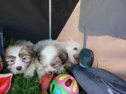 Coton de Tulear - štěně