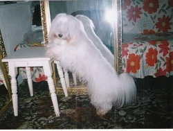 Coton de Tulear - štěně