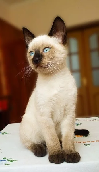 Thajská koťátka s PP