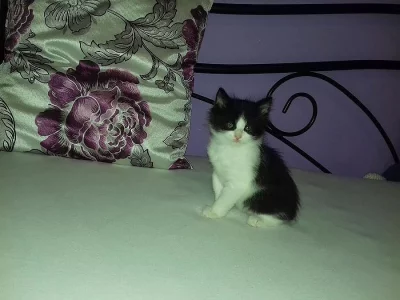 Daruji kotě (kocourka)