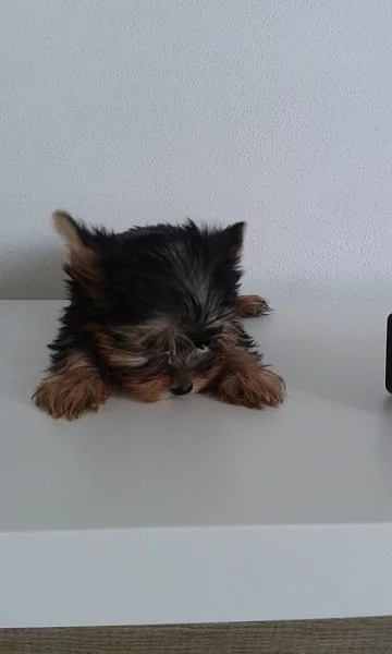 Jorkšírský teriér