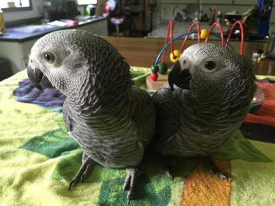 Papouška Žako ručně dokrmená mládata.