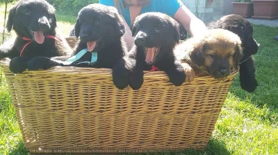 Štěňata téměř zdarma