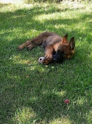 Německý ovčák s pp