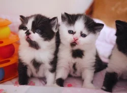 Černá a bílá britská krátkosrstá koťata