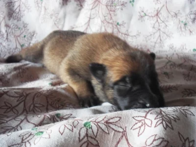 ŠTĚŇATA BELGICKÉHO OVČÁKA - MALINOIS