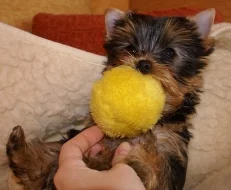 Jorkšírský ter.MINY štěn. s PP