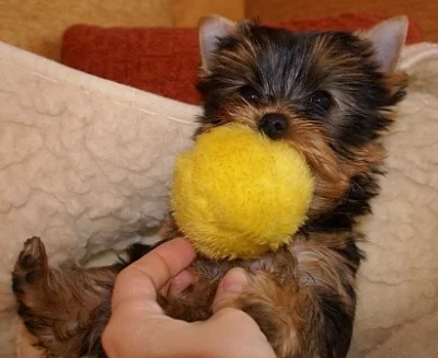 Jorkšírský ter.MINY štěn. s PP