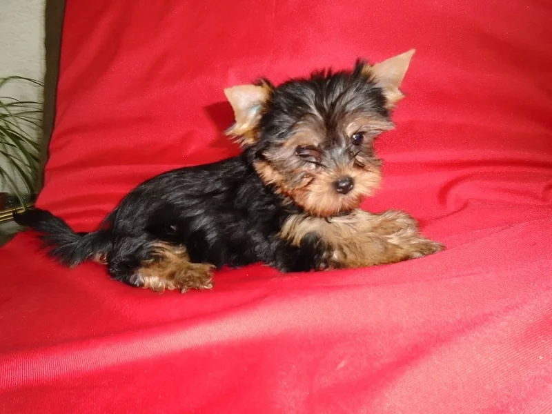 Jorkšírský ter.MINY štěn. s PP