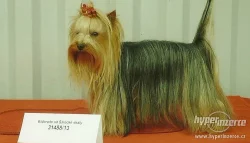 Jorkšírský ter.MINY štěn. s PP