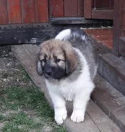 Český horský pes