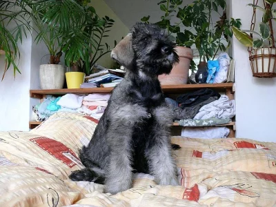 KNÍRAČ VELKÝ PEPŘ a SŮL štěn. s PP