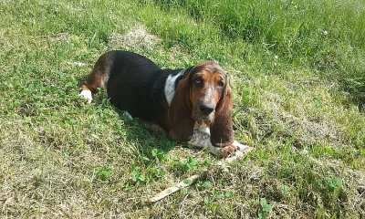 Basset hound