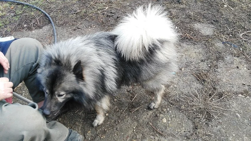 Nabidka psa na kryti