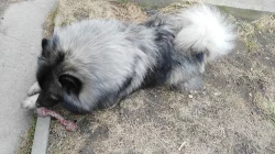 Nabidka psa na kryti