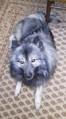 Nabidka psa na kryti