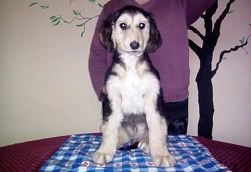 Nádherný afghánský honič připravený nyní