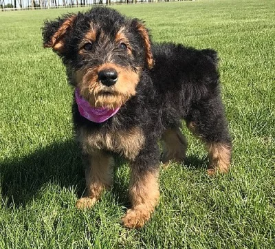 Ohromující štěňata Airedale Terrier