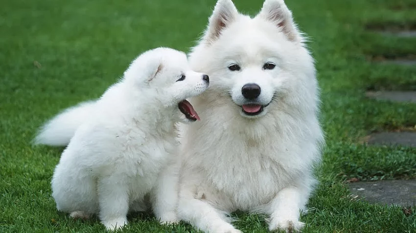 Sibiřský husky