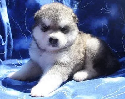 Nádherné aljašské Malamute štěňata