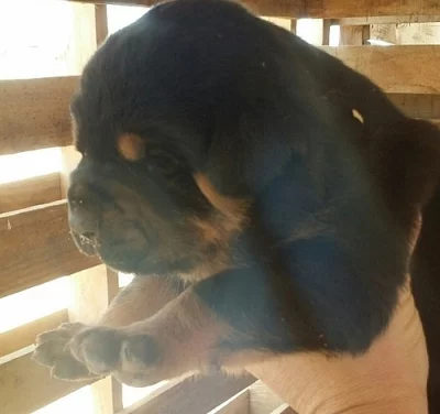 Americké štěňátka Bandogge Mastiff k dispozici