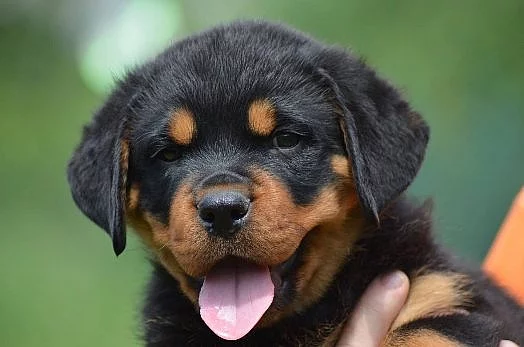 Rotvajler - štěňatata s PP