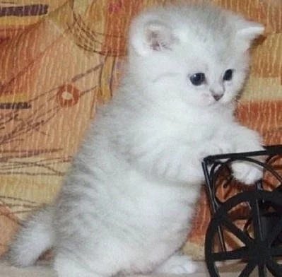 Britská  koťátka