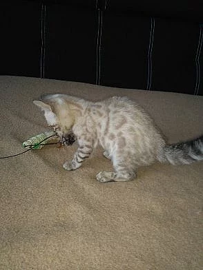 Bengálska koťata s PP