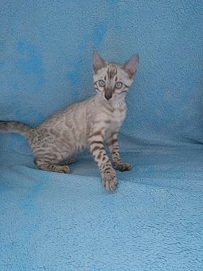 Bengálska koťata s PP