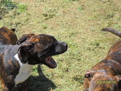 Nádherná štěňátka AST s PP