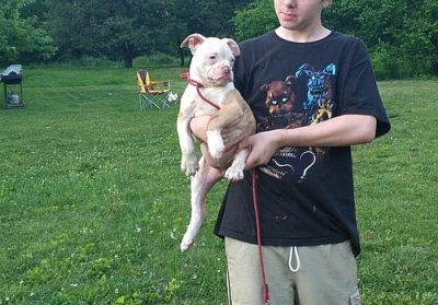 Roztomilé americké buldoček štěňata připraven