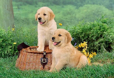 Zlatý retrívr - štěně