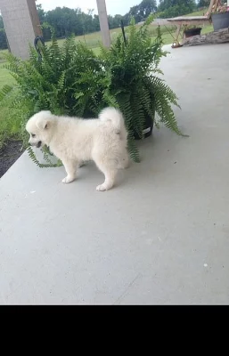 Roztomilý americký Eskimo pes připraven