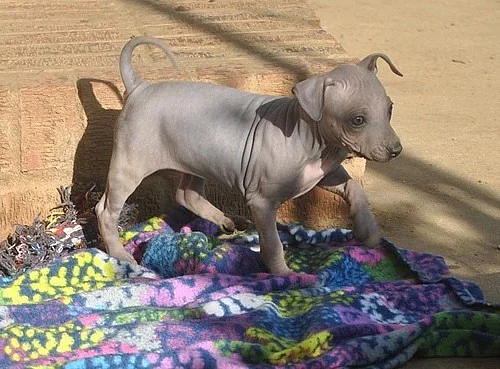 Vynikající americký bezsrstý teriér k dispozici