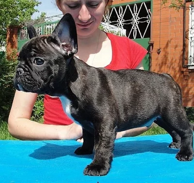 štěně francouszkého buldoček