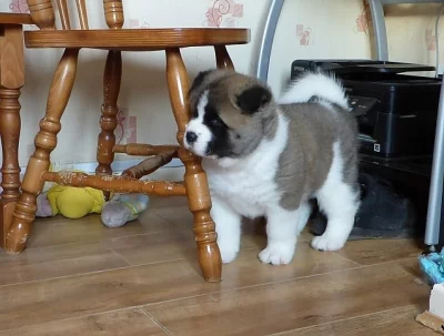 štěně Akitu Inu, fenečku.