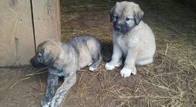 Krásné štěňata anatolského ovčáka připravena
