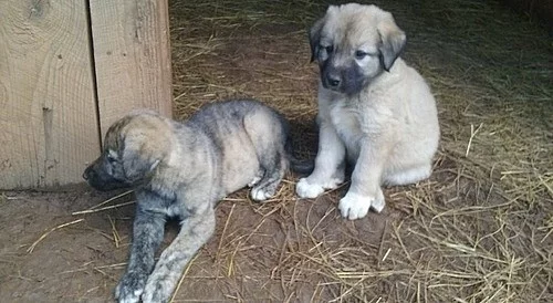 Krásné štěňata anatolského ovčáka připravena