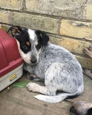 Hravý australský dobytek připraven