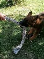 Německý ovčák štěně - pes s PP