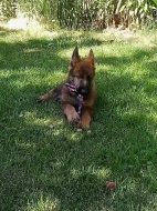 Německý ovčák štěně - pes s PP