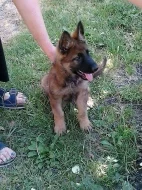 Německý ovčák štěně - pes s PP