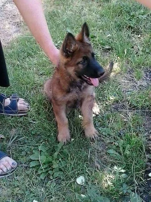 Německý ovčák štěně - pes s PP