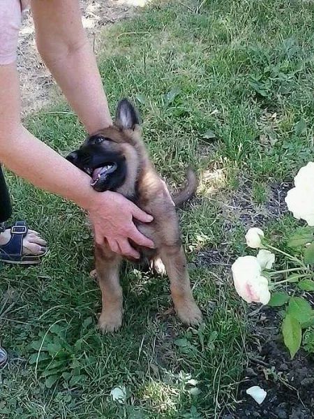 Německý ovčák štěně - pes s PP