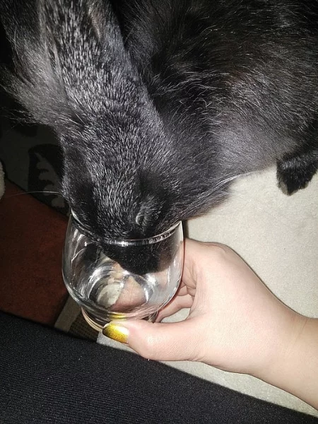 Daruji králíka i s klecí