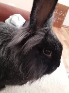 Daruji králíka i s klecí